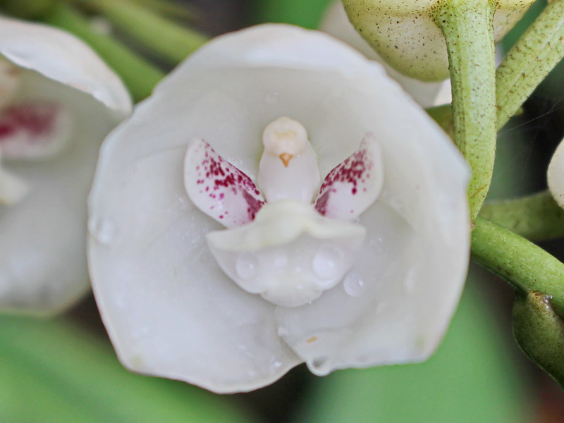 Szentlélek orchidea